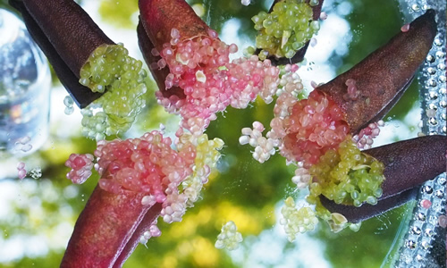 Pink Ice olarak bilinen ve ince dar yaprakları oldukça dikenli olan bu meyve ufak boyutu ve çoğunlukla pembe rengi ile ilgi çekiyor 2 3 m yüksekliğinde 1 5 2 metre çapındaki küçük ağaçlarda yetişen meyvenin çeşitlerine göre bazı firmalar tarafından ticari olarak üretimi yapılıyor
