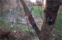 Kök Çürüklüğü Hastalığı