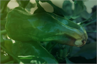 Hastalığının Belirtileri İlk belirti meyvenin çiçek ucunda açık renkli bir leke giderek kahverengi ve siyah renge dönüşerek oluşur Bu leke kuruma meydana getirerek bir zarla çevrilir