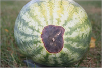 Zarla çevrili alanda sulu bir şekilde önce şeffaf bir çürüklük oluşur ve çökme meydana gelir Sonrasında siyah lekeye dönüşerek çiçek burnunda kararmalar oluşur