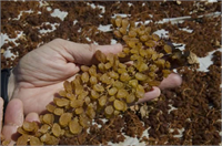 Manisa da kuru üzüm farkı 2019 yılının ilk yarısında ihracat yıldızı parlayan ikinci il ise 1 82 milyar dolarla Manisa İlin sembollerinden kuru üzüm ya da dünya çapında bilinen adıyla Sultani düşünüldüğünde ihracat kalemleri arasında 3 sırada kuru meyvelerin gelmesi şaşırtmadı