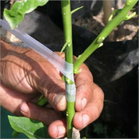 Durgun göz aşısı o yılın sürgünlerinden alınarak yapılan aşılardır Aşı yapma dönemi ise Temmuz ve Eylül arasını kapsar Yaz aylarında yapılan bir aşı çeşididir Bu dönem fidanların çoğaltılmasında önemli bir dönemdir