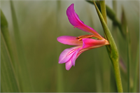 YALNIZ TÜRKİYE DE YETİŞEN ENDEMİK BİTKİ TÜRLERİ