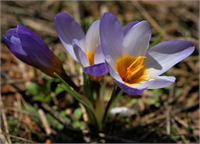 Antalya Çiğdemi Çok yıllık bir bitkidir 900 1250 metre yükseklikte dağınık quercus ormanlarında yetişir Ekim aralık aylarında çiçek açar Antalya da bulunur