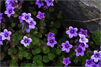 Çan Çiçeği Familyasından bir iki ya da çok yıllık bitkilerin ortak adı Adlarını çiçeklerinin çan şeklinde olmasından alır Latince de Campanula küçük çan anlamına gelir Çiçekleri için bahçelerde ve saksılarda süs bitkisi olarak yetiştirilir