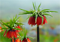 Van Ters Lalesi Hüznün Sembolü Bilinen en eski süs bitkisi olan Ters Lale soğanlı bitkiler familyasındandır Birçok din ve kültür için hüznün sembolü kabul edilmiş efsanelere konu olmuştur