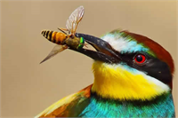 Arı Kuşu Arı kuşu kırlangıç ve saksağan gibi kuşlar arıları yakalayarak yerler Bunlardan arı kuşu çok miktarda arı yiyerek arılar için çok zararlı olmaktadır