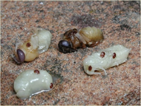 Kireç Hastalığı Hastalığı Pericystis Apis isimli mantar oluşturur Bu mantar daha çok nemli yerlerde ve 22 30 derece ısıda çoğalır Hastalığa yakalanmış petekleri önce kirli beyaz bir küf sarar Bu küf zamanla gittikçe siyahlaşır Bu esnada larvaları etkileyerek ölmelerine neden olur Ölen larva beyazlaşarak kireç şeklinde sertleşmiş bir hal alır