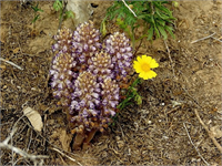 Canavar otunun yaprakları 3 7 cm uzunluğunda ve 2 5 cm enindedir Çiçeklerinin kupa yaprakları miğfer biçiminde olup taç yapraklarında üst dudak bulunmuyor