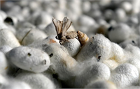 İpek Böceği Desteklemeleri Birime destek olmak amaçlı yapılacak olan ipek böceği ödenekleri tohum yani kutu ve koza sayısına göre değişiklik gösterecektir İpek Böcekçiliğinde tohum adet olarak hesaplanır ve her bir adet için 70 TL ödenirken kilogram olarak hesaplanan her bir yaş koza için 50 TL ödenmektedir