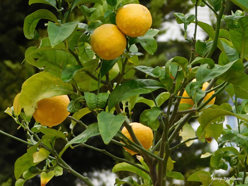 Yeni tip koronavirüsün Covid 19 hayatımıza girmesinden bu yana Türkiye de en çok konuşulan ürünlerin başında limon geliyor Salgının ülke sınırlarına vardığı tarihlerde tüketimi hızla artmaya başlayan üründe Nisan ayından bu yana uygulanan ihracat kısıtlamalarının ise nihayet sonuna gelindi