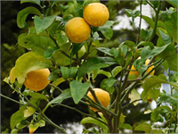 Yeni tip koronavirüsün Covid 19 hayatımıza girmesinden bu yana Türkiye de en çok konuşulan ürünlerin başında limon geliyor Salgının ülke sınırlarına vardığı tarihlerde tüketimi hızla artmaya başlayan üründe Nisan ayından bu yana uygulanan ihracat kısıtlamalarının ise nihayet sonuna gelindi