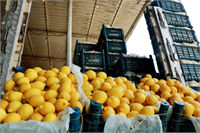 H lihazırda vuku bulan pandemi sebebiyle limon ürününde artan iç talep dikkate alındığında mevcut stokların bir sonraki hasat dönemine kadar Ağustos sonu veya Eylül başı piyasada yukarı yönlü fiyat hareketlerine yol açacağı değerlendirilmiştir