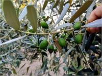 ZEYTİNDE ANTRAKNOZ Zeytin meyvelerindeki ilk belirtiler meyveler olgunlaştığında düzenli veya düzensiz şekilde kahverengileşme şeklinde görülür Meyvenin büyümesiyle birlikte lezyonlar birleşerek meyvenin tamamını çürütebilir Hastalık belirtisi genellikle meyvenin uç kısmında basık içe çökmüş lezyon şeklindedir Meyvedeki lezyonlar meyveyi ya tamamen veya kısmen çürüterek meyvenin suyunu kaybetmesine neden olur