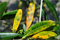 ZEYTİNLERDE HALKALI LEKE HASTALIĞI İlk belirtiler ilkbaharda yaprak üst yüzeyinde görülen siyahımsı gri renkte yuvarlak nokta şeklindeki lekelerdir Bu noktaların olduğu yerde renk açılır etrafında açık renkli bir halka oluşur Bunu dıştan ikinci bir halka çevirir Bu görünüm nedeni ile hastalığa halkalı leke denmektedir Hastalıklı yapraklar dökülür Bu da verim azalmasına ve erken meyve dökümüne yol açar