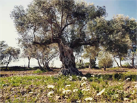 Yavaş solgunluk İlkbaharda görülmeye başlar Çiçeklerdeki belirtiler yapraklardan önce ortaya çıkar Hastalık çiçeklenme döneminin başında olursa çiçekler dökülebilir Mumyalaşan çiçek tomurcukları kahverengileşerek ölür ve ağaçta asılı kalır Hastalıklı dallardaki yapraklar önce mat yeşil renklidir Uç yapraklar dışındakiler kurumadan dökülür Hastalıklı sürgünlerde iletim demetleri koyu kahverengidir Hastalık zeytin ağaçlarında verim düşüklüğü ve ölüme neden olmaktadır