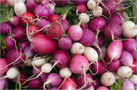 Ekim Ayı Dikilecek Sebzeler