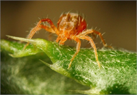 KIRMIZI ÖRÜMCEK Pamuk yapraklarının daha çok alt yüzünde gelişir ve 40 lara varan verim kayıplarına neden olur Zararlı özellikle tarla kenarlarından başlayarak zarar vermeye başlar Bu nedenle ekimden önce veya hemen sonra tarla sınırları ilaçlanmalıdır Kaplama ilaçlamada yaprak başına 5 ergin görüldüğünde başlanılmalıdır