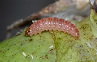 PEMBE KURT Özellikle son yıllarda pamuk ekim alanlarında önemli verim kayıplarına yol açan bir zararlıdır Çiçek tarak ve koza gibi generatif organlarda beslenir Tarak ve çiçeklerin gelişmesini ve meyve bağlamasını engeller Kozada ise koza içine girerek lifleri keser ve çiğitleri yer içerisinde zararlı olan koza kör koza adını alır ve açmaz Pembekurtun çiçeklerde verdiği zarar çok daha belirgindir İçinde zararlı olan çiçek açılmaz rozet şeklini alır Mücadele için aşırı azot ve sulamadan kaçınılmalı bitkiler Sıra üzeri çok sık bırakılmamalıdır Hasat sonrasında pamuk saplarını toplayıp yakmalıdır