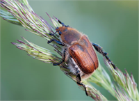 Mücadele Yöntemi Zararlı olmadığı bitkilerle ekim nöbeti uygulanmalıdır Nadasa bırakılan tarlalar uygun bir zamanda derince sürülmek suretiyle yabancıotlar yok edilmelidir Tahıllar olgunlaşır olgunlaşmaz bekletmeden hasat edilmelidir
