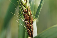 Buğday Sürme Hastalığı Sürme kör karadoğu karamuk gibi isimlerle de anılan bir başak hastalığıdır Buğday sürmesi enfeksiyonlarında ilk kaynak kör adı verilen hastalıklı danelerdir Hastalığa yakalanmış bitkilerde başaklar süt olum dönemine gelinceye kadar sağlamlardan ayırt edilemezler