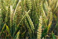 Mücadele Yöntemi Güzlük ekimler erken yazlık ekimler geç yapılırsa hastalık daha az oranda kendini gösterir Bu hastalığa karşı dayanıklı çeşit kullanılmalıdır