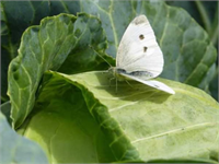 Yaprakların mutlaka alt yüzeylerinin ilaçlanmış olmasına dikkat edilmelidir Ayrı ca kullanılacak ilaçların şeker veya yapıştırıcı ile karıştırılması gerekir