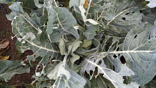 İlk bırakılan yumurtalar açık saman sarısı renktedir sonradan limon sarısına dönüşür gruplar halinde birbirine paralel sıralar şeklinde dizilmiştir Üzerinde 12 sıra çizgi vardır Bunlar üst uçta birleşir Yumurtadan yeni çıkan larva sarımtırak renkli esmer başlı olgun larva yeşilimsi gri renkli baş siyahtır Vücutta uzunlu ğuna üç sarı bant bulunur Karın sırta göre daha açık renkli ve ince siyah noktalıdır