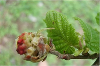 Fındık Kozalak Akarına karşı en etkili mücadele şekli Mekanik Mücadeledir