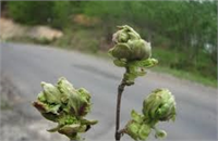 Fındık Kozalak Akarına karşı en etkili mücadele şekli Mekanik Mücadeledir