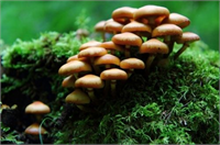 Dünyayı Kurtaracak 7 Tarım Yeniliği