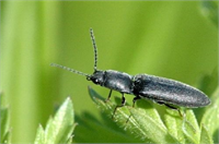 Sebzelerde Tel Kurdu