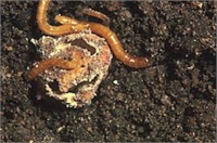 Sebzelerde Tel Kurdu