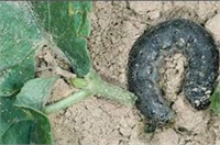 Sebzelerde Tel Kurdu