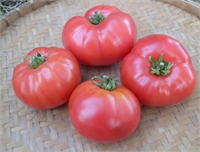 Kazançlı ama zor bir zanaat Evet pembe domates yetiştirmek belki kazançlı ama hiç de kolay bir zanaat değil Çünkü klasik domatese göre oldukça hassas yapılı bir ürün Ayrıca kimi çeşitlerde gübreleme konusunda sorunlar yaşanabiliyor Bu nedenle pembe domates yetiştirirken çeşit seçimine ve kalibrasyona yani boyut lezzet özelliklerine dikkat etmek gerekiyor