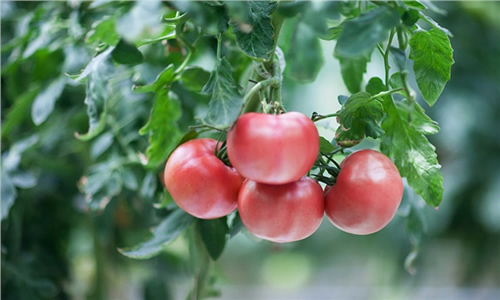 Pembe domates tüketici için lezzet arayışının adresi haline gelmeye başladı Artan ilgi üretime de olumlu yansıyor Ancak hem üretirken hem de tüketirken pembe domatesin hassas yapısına dikkat etmek gerekiyor Domates hem Türkiye hem de uluslararası pazarda ticari ağırlığı en fazla olan tarım ürünü Ticareti ve tüketimi dünyanın bir ucundan öteki ucuna kadar uzanan bir ürünün sıkça tartışma konusu olması kaçınılmaz Lezzet ekseninde dönen ve eski domatesler ile günümüzde tüketilen çeşitleri karşılaştıran bu tartışmalar yalnızca Türkiye değil pek çok ülkede yaşanıyor Domates yalnızca çiğ tüketilen bir ürün olmaktan çıkalı ve başta yemeklere katılmak olmak üzere çok farklı şekillerde değerlendirilmeye başlayalı uzun yıllar oluyor Bu işlevlilik zaten domatesin bugünkü yaygınlığının asıl nedeni Tüm bu gelişim süreci içinde lezzet faktörünün ise üretim anlamında geri plana düştüğü bir gerçek