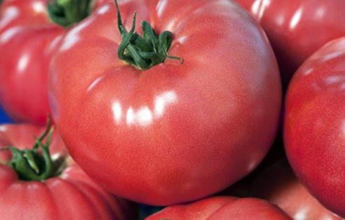 Dekar başına verimi daha fazla Pembe domatesin bu denli ilgi görmesinin tek nedeni lezzeti ve aroması değil O bir o kadar da üreticisine kazanç sağlayan bir ürün Nitekim artan talebine paralel olarak üretimin de giderek arttığı görülüyor Kırmızı domatesler göre dekar başına daha fazla verim sağlaması ve ürün çeşitliliğine yaptığı katkı onu aynı zamanda üretici için iyi bir alternatif haline getiriyor