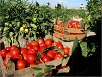 İdeal bir pembe domates nasıl olmalı Tohum seçiminde en önemli kriterler ise çeşidin yüksek verimli lezzetli ve aromatik olması Bunun yanında sertlik de bir diğer aranan özellik Çeşit seçiminin pazarın beklentilerine uygun olması gerektiğini söyleyen Peksayın İhraç edilecek bir pembe domateste fizyolojik olarak yuvarlak ve hafif basık bir görünüş istenirken iç pazara yönelik ürünlerde dilimli ve basık şekilde olanlar tercih ediliyor diyor