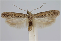 Zarar Şekli Esas zarar larvalar tarafından yapılır Sonbaharda ilk yağmurlardan sonra toprakta aktif hale gelen larvalar henüz 2 3 yapraklı olan genç hububata geçerler Şubat ayı sonlarından itibaren kendisini hissettirmeye başlayan larvalar yaklaşık olarak 2 ay kadar bir bitki üzerinde veya bitkiden bitkiye geçerek beslenmelerine devam ederler