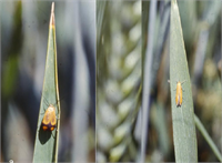 TAHILLARDA EKİN GÜVESİ