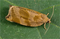 Kanat açıklıkları 1 5 2 0 cm kadardır Yumurtadan çıkan larva 1 0 mm boyda parlak sarımsı kırmızımtrak renktedir Olgun larva yaklaşık 1 0 cm boyundadır İlk kelebekler mayıs ayına doğru ortaya çıkar Yılda bir dol verirler