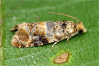 Larvalar hububat yapraklarının arasındaki yeşil dokuyu yiyerek yaprağın uç kısımlarından itibaren kurumasına sebep olurlar Çok fazla zarara uğramış bir tarlada renk açılması olur ve uzaktan samyeli vurmuş gibi görünür