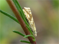 Mücadele Yöntemleri Kültürel Önlemler Hasattan hemen sonra yapılacak 15 20 cm derinliğinde derin sürme larvaların büyük bir kısmının ölmesini sağlamaktadır