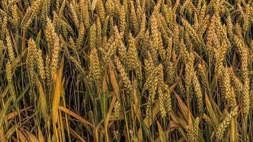 Zararlı ile bulaşık sahalara en az iki yıl hububat ekilmemelidir Hububatın yerine susam baklagil pamuk darı ve karpuz gibi çapa bitkilerinin münavebeye girmesi önemlidir Kurak geçen yıllarda hububatın sulanması olumlu sonuçlar vermektedir Yazlık ekim geciktirilmelidir