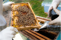 Hava Üfleme Yöntemi Bu yöntem basınçlı hava üfleyerek arıların çerçevelerden uzaklaştırılması esasına dayanır Bunun için kovan önüne altı açık bir sehpa konur Kovan uçma deliği ile sehpanın arasına genişçe bir bez gerilir Ya da uçma deliğine arıların rahatlıkla tırmanması için bir rampa konulur Ballık sehpanın üzerine konarak çerçeve aralarından basınçlı hava püskürtülür Havanın tazyikiyle örtü üzerine düşen arılar dumanla yönlendirilerek kovana girmeleri sağlanır Arılardan boşalan ballık altı ve üstü kapatılarak süratle arılıktan uzaklaştırılır