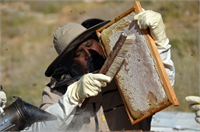 BAL HASADI NASIL YAPILIR