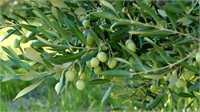Yeşil zeytin hasadı tane rengi yeşilden sarıya döndüğü dönemde başlar pembemsi renk oluşana kadar devam eder Eylül Ekim adsbygoogle window adsbygoogle push
