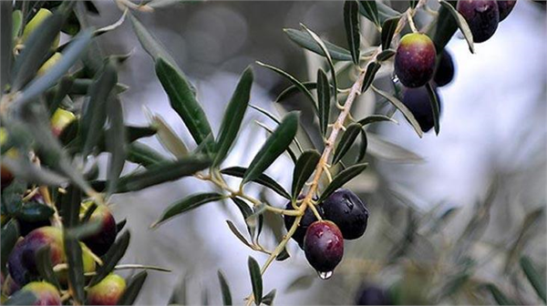 Zeytin meyvesi sofralık ve yağlık olarak değerlendirilir Zeytinin hasadı ve değerlendirme şekli bölgelere iklime ve çeşidine göre farklılık gösterir Ürün sofralık olarak değerlendirilecekse yeşil ya da siyah olgunluk döneminde hasat edilir yağlık olarak değerlendirilecekse ürünün tamamen kararması beklenir adsbygoogle window adsbygoogle push