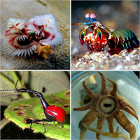 Bu hayvanlar alıştıklarınızdan biraz farklı Hatta birçoğunu hayatınız boyunca görmeniz bile imkansız İşte en ilginç ve en az bilinen hayvanlar