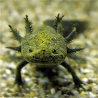 10 Aksolotl Aksolotllar kaplan semenderi grubuna ait Meksika semenderlerinin en tanınmış üyelerindendir Ait olduğu sınıfın diğer üyelerinin aksine aksolotllar başkalaşım geçiremediklerinden suda yaşamak zorunda olan canlılardır